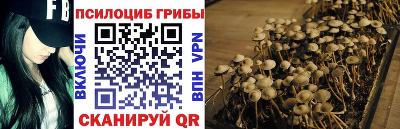 купить   Вологда  Галлюциногенные грибы прущие грибы 